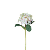 Tallo de hortensia
